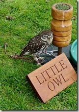 DSC00647 (1023x1400)